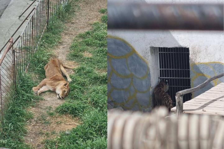 Руководитель Шахрисабзского зоопарка заявил, что львица умерла от старости