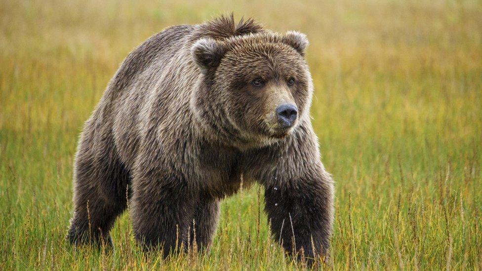 В Сурхандарье медведь проник в школу и ранил сотрудника УВД: зверя застрелили