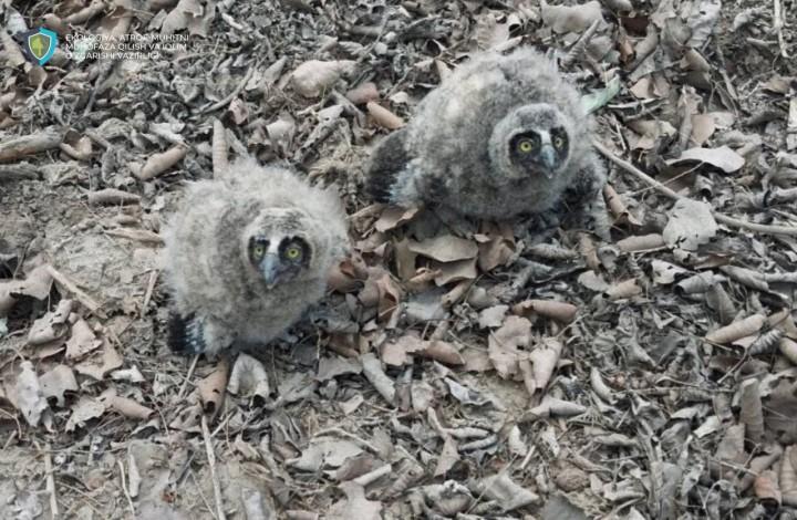 В Нижне-Амударьинском заповеднике птенцы филина выпали из гнезда: им помогли эко-инспекторы