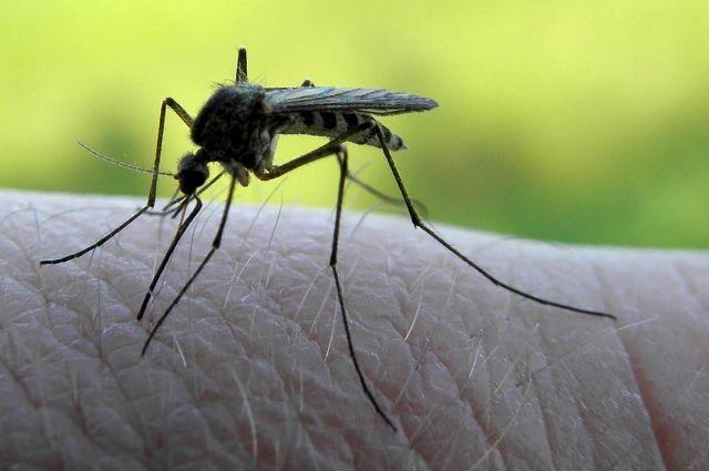 Где живут комары летом и как с ними бороться