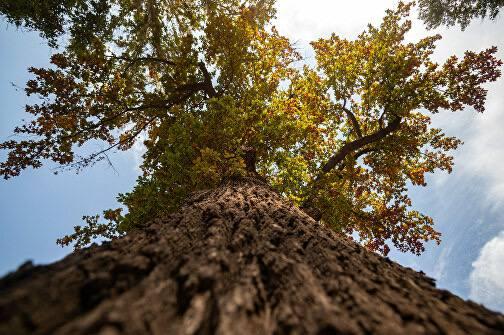 Ўзбекистоннинг кўп асрлик дарахтлари Monumental Trees халқаро рўйхатига киритилди