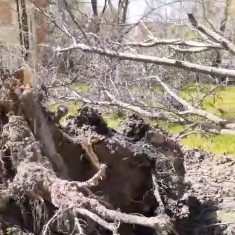 В одном из районов Ташкента срубили многолетние деревья — видео