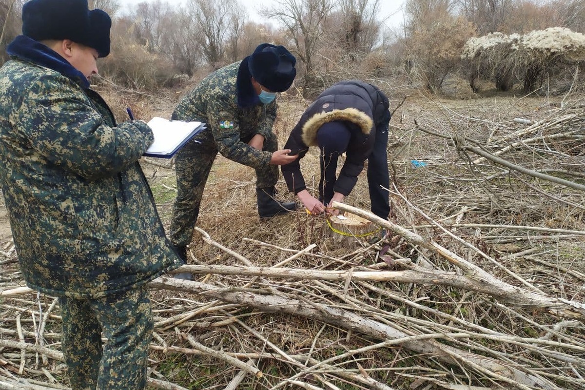 Подсчитано количество незаконно вырубленных деревьев в Узбекистане
