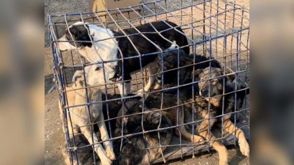 Сотрудников МЧС обвинили в попытке отстрелять 200 собак в Ташобласти