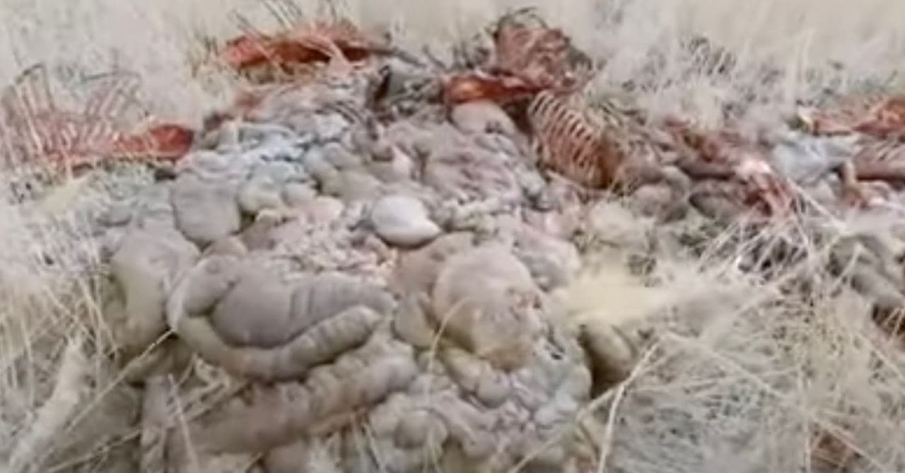 В Каракалпакстане нашли выпотрошенные внутренности ослов — видео