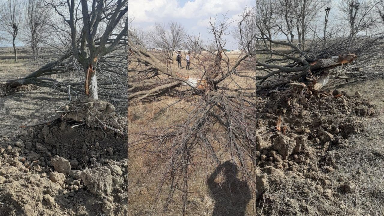 В Кашкадарьинской области предприниматель незаконно срубил 71 дерево