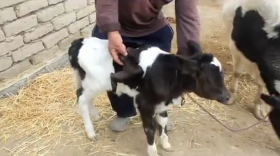В Самарканде родился теленок с крылышком на боку — видео