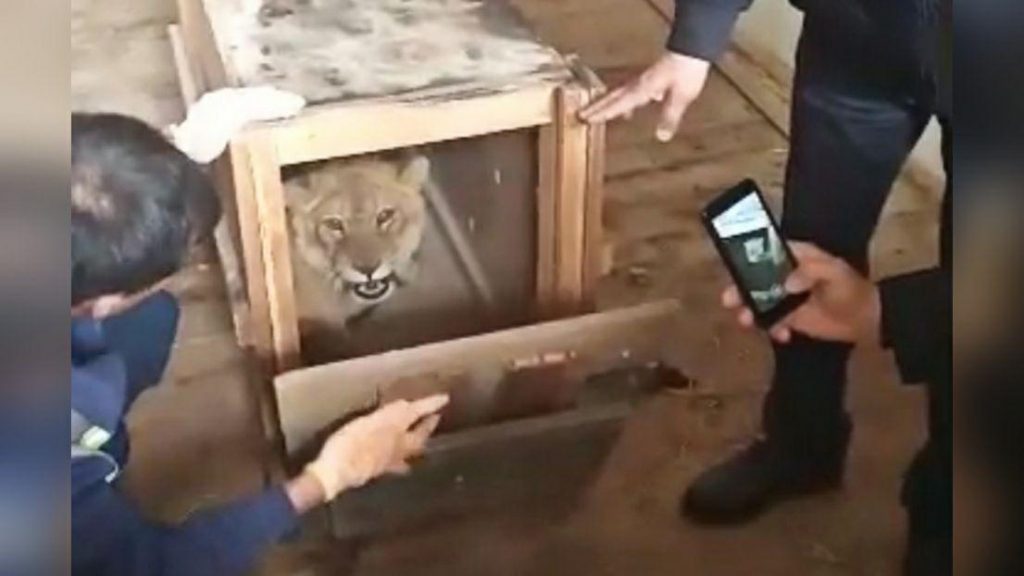Найденного в Самарканде львенка передали в Ташкентский зоопарк – видео