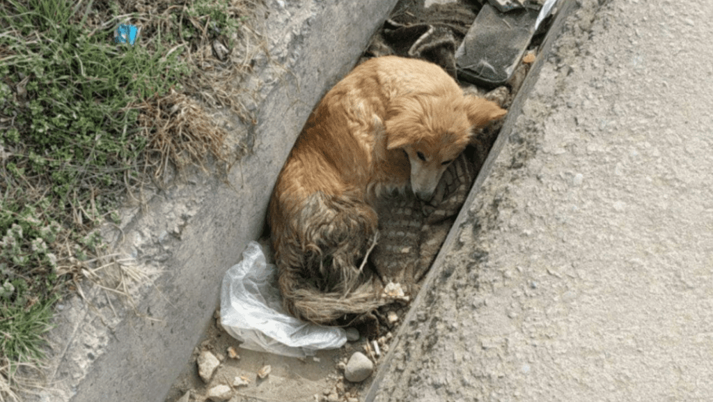 В Ташкенте была найдена собака с пулей в теле