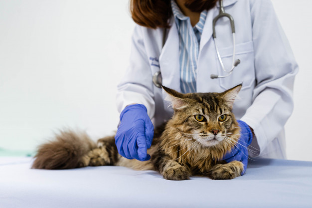В Италии у кота обнаружили «британский» штамм коронавируса