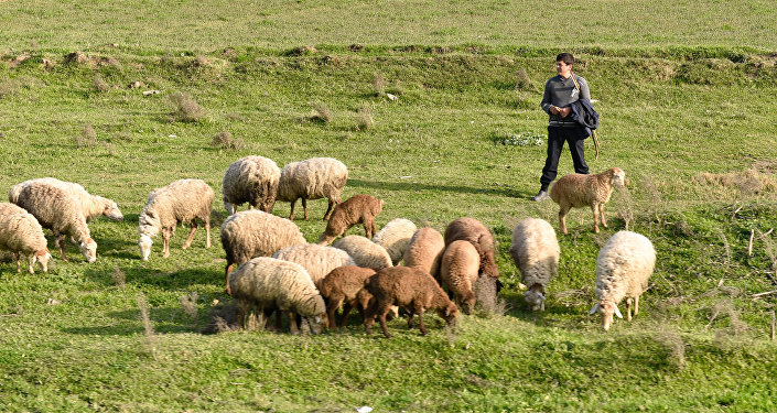 В Сурхандарьинской области пастухи подрались из-за земельного участка