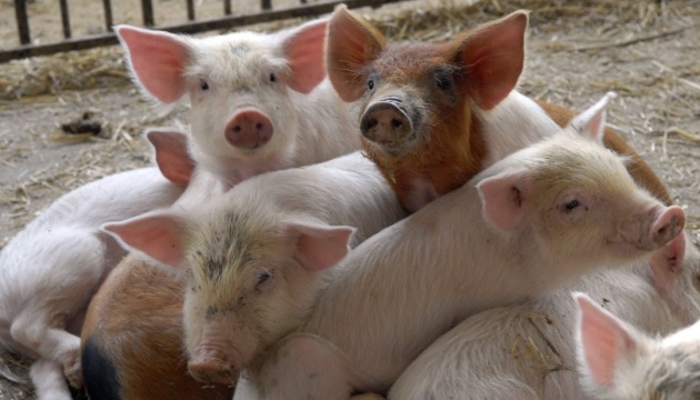 В Японии обнаружили вспышку чумы свиней