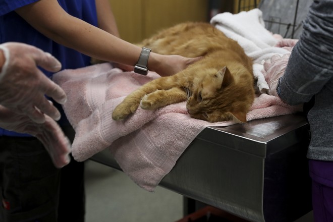 В Нидерландах кошек провакцинировали от коронавируса