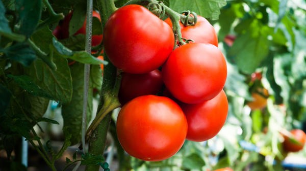 Россельхознадзор разрешил ввоз томатов и перцев из Узбекистана