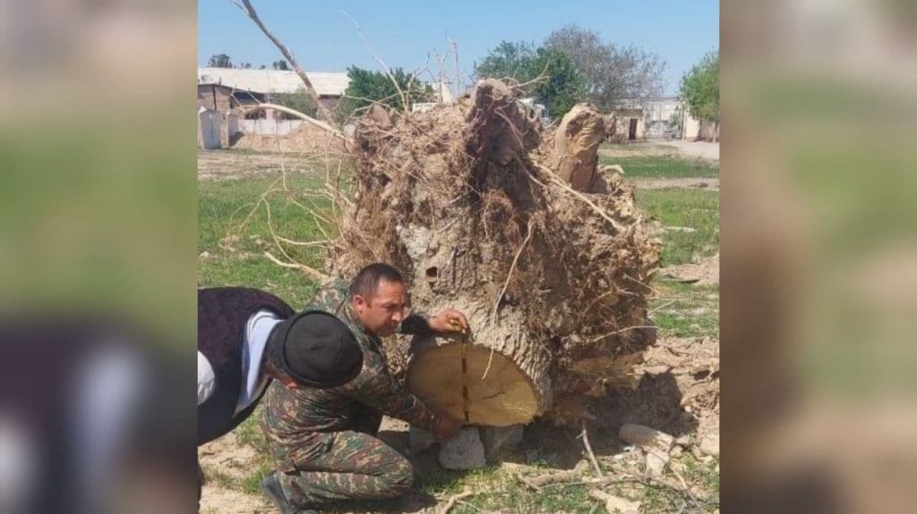 В Кашкадарьинской области незаконно вырубили 47 многолетних деревьев