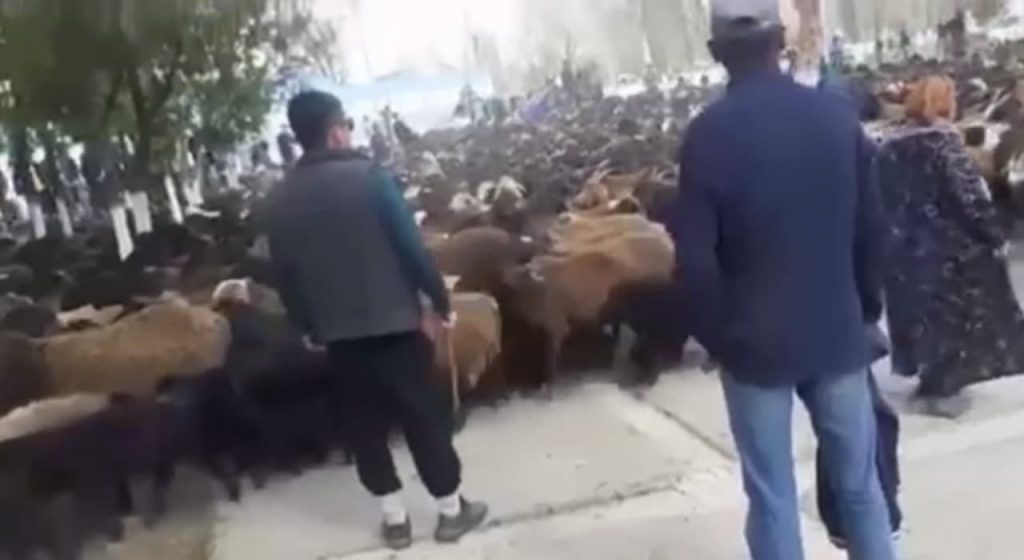 Местные жители пригнали стадо овец к зданию районного хокимията в Самаркандской области - видео