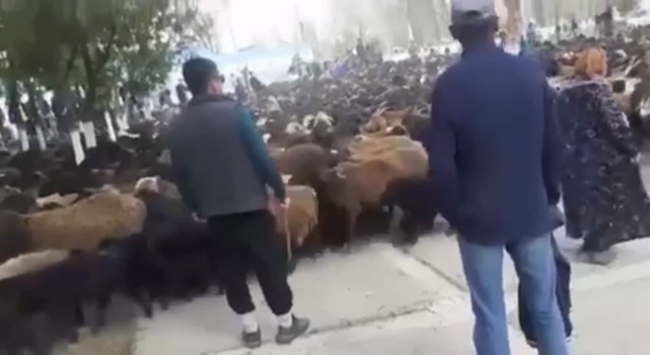 Местные жители пригнали стадо овец к зданию районного хокимията в Самаркандской области — видео