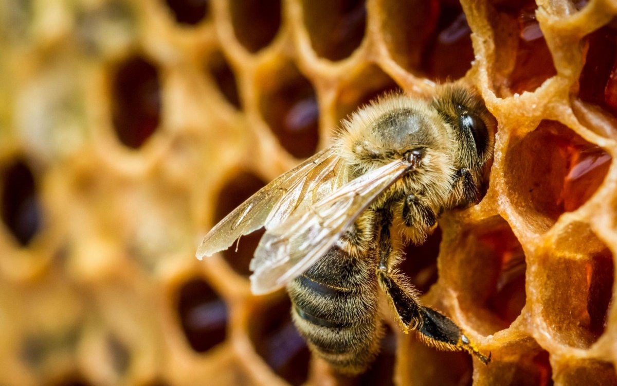 В Нидерландах пчел научили обнаруживать коронавирус