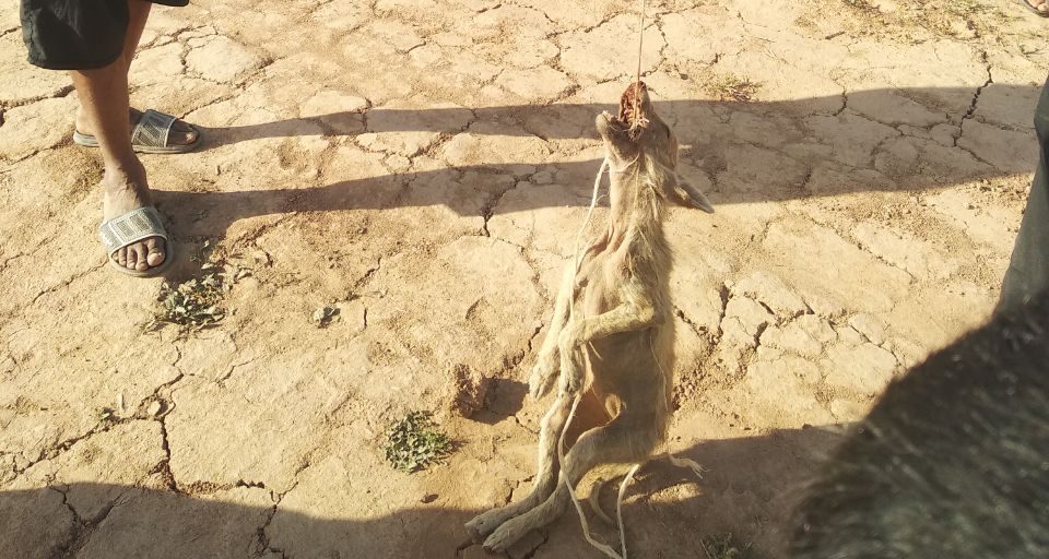 В Кашкадарьинской области убили загрызшую овец «чупакабру» – фото
