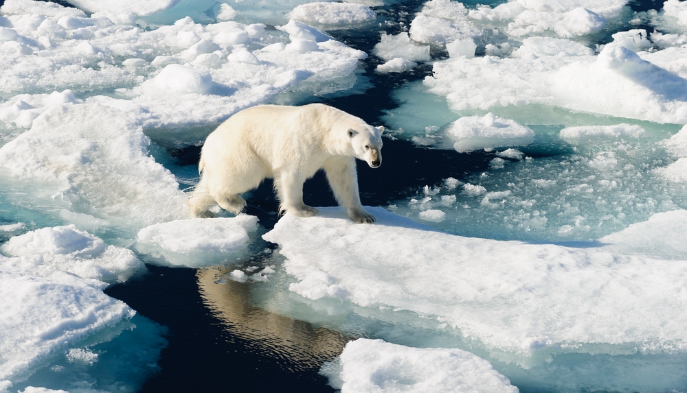 Вода, белые медведи и лёд: как таят ледники – фото