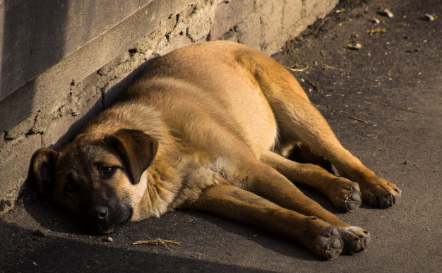В Чирчике сотрудники службы отлова повесили бездомную собаку на трубе и избили арматурой