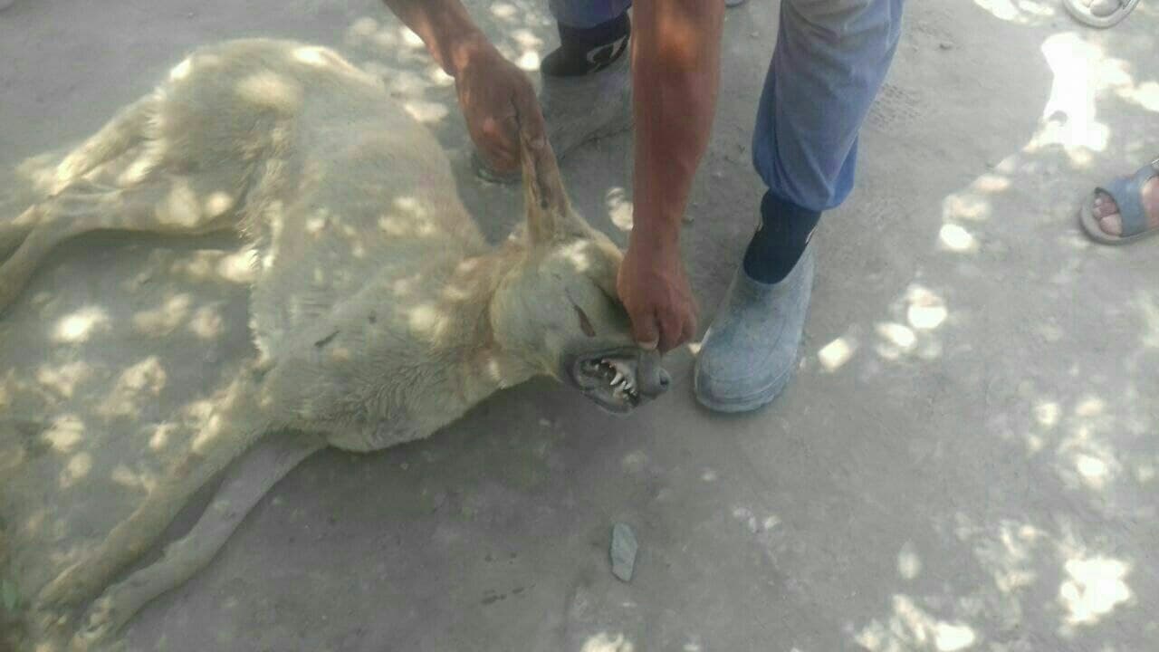 Стало известно, какое животное убило овец в Кашкадарьинской области – фото