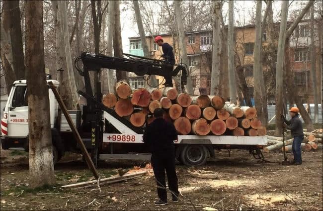 Сурхандарьинский хокимият прокомментировал незаконную вырубку деревьев