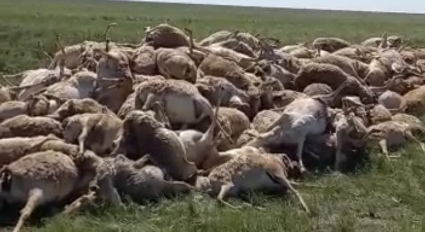 В Казахстане мертвых сайгаков хоронили вместе с живыми — видео