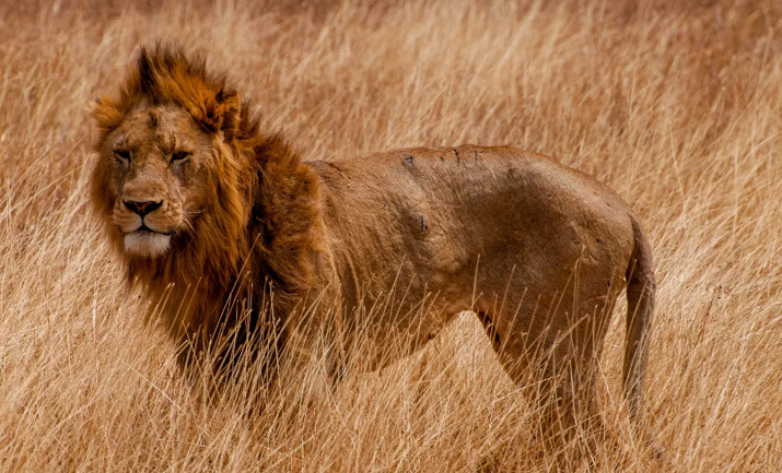 В индийском зоопарке восемь львов заразились коронавирусом