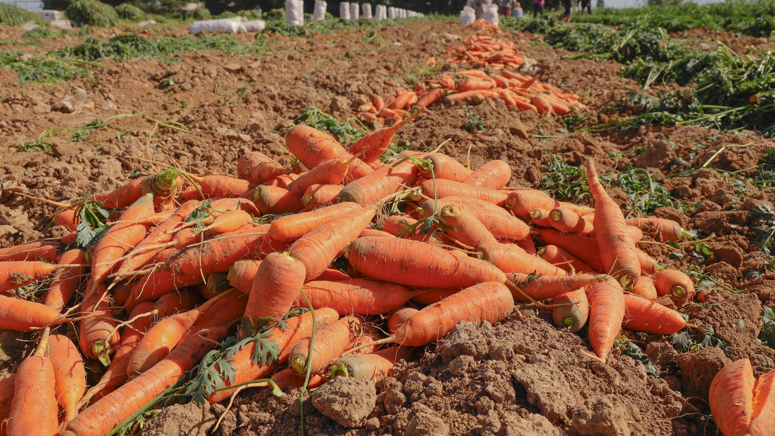 В Узбекистане ожидается снижение цен на морковь