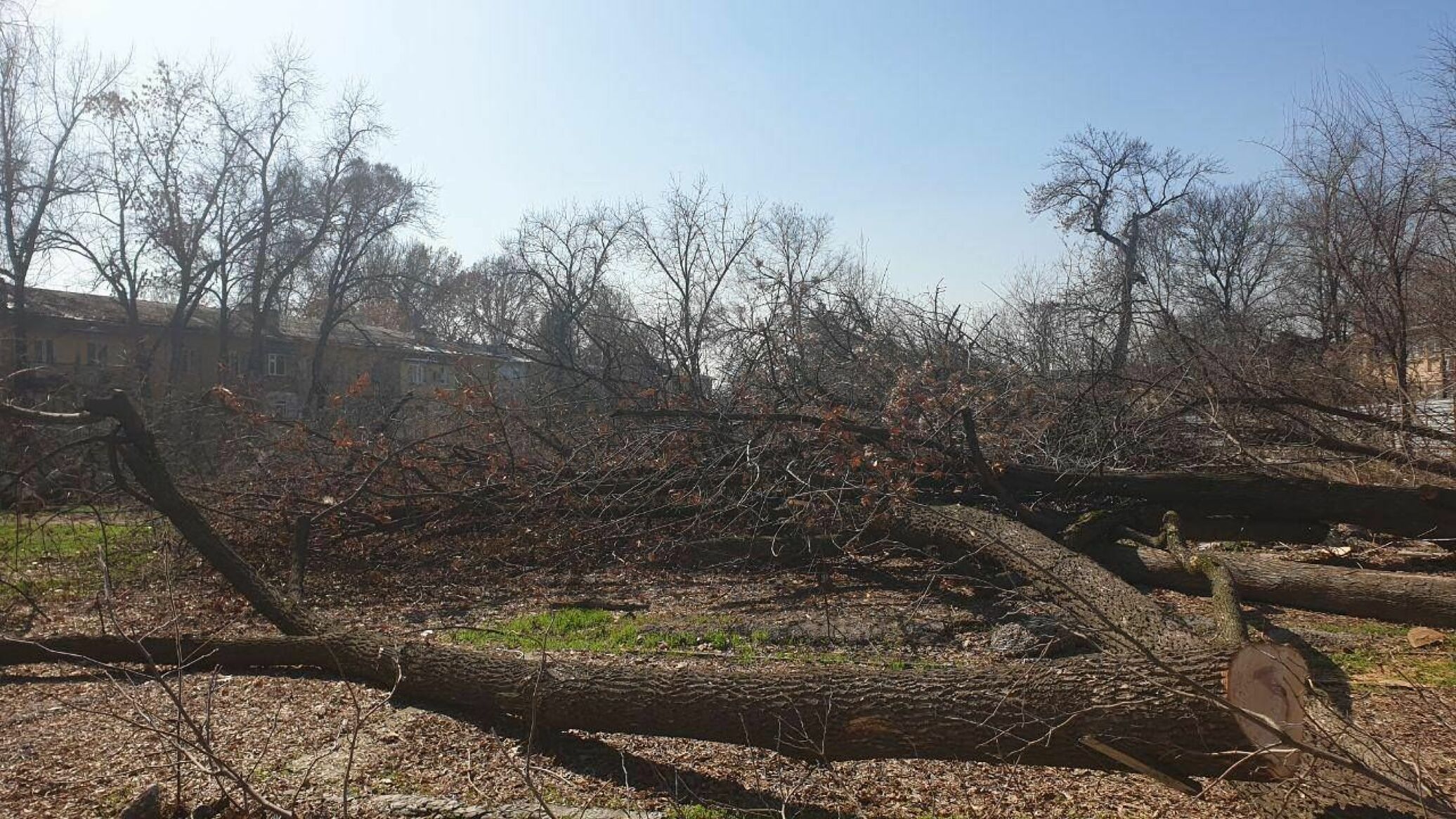 Обнародовано число незаконно вырубленных деревьев за этот год