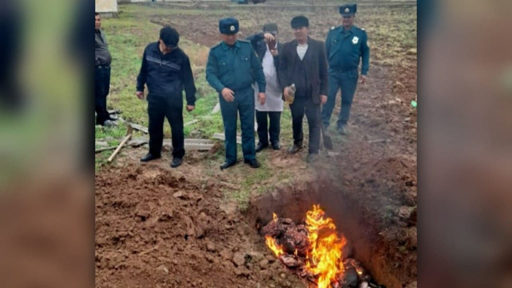 В Кашкадарье сожгли почти две тонны некачественного мяса
