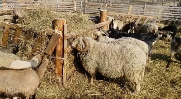 В Наманганской области трое парней украли домашний скот на 50 миллионов сумов