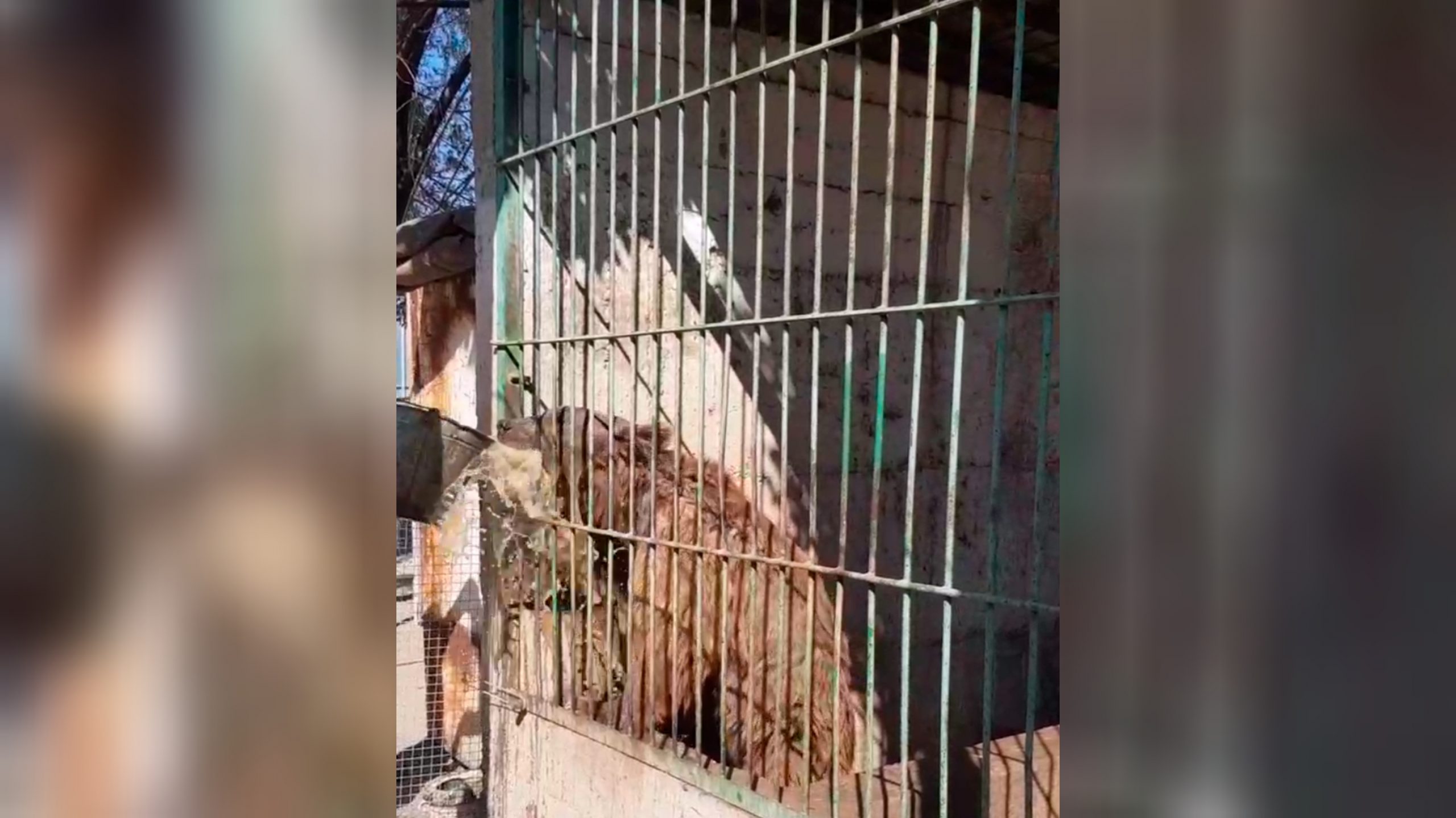 В нукусском зоопарке животных держали без воды в аномальную жару