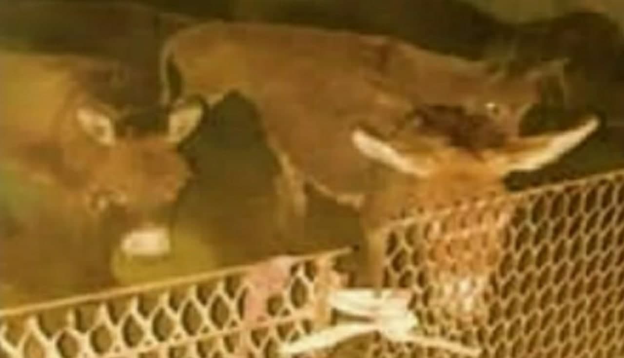 В Кашкадарье четверо человек пойманы на забое ослов — фото