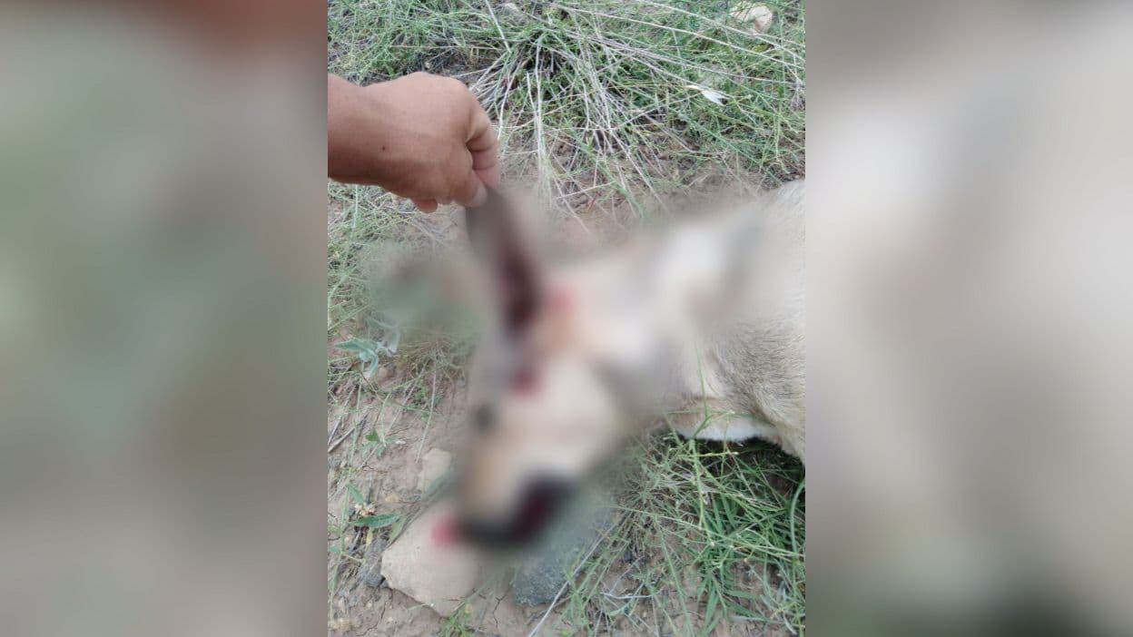 В Узбекистане с особой жестокостью застрелили собаку