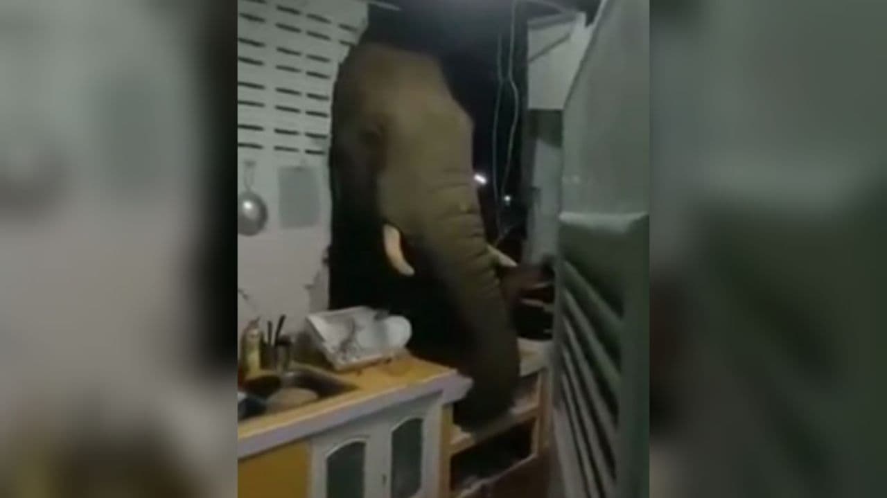Слон вломился в жилой дом в Таиланде – видео