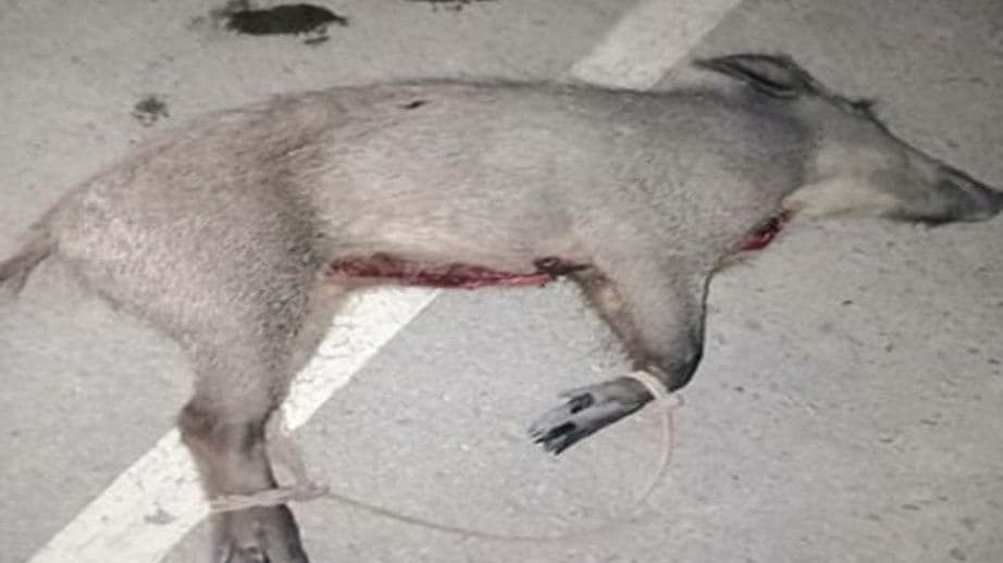В Каракалпакстане поймали двух браконьеров, которые убили кабана