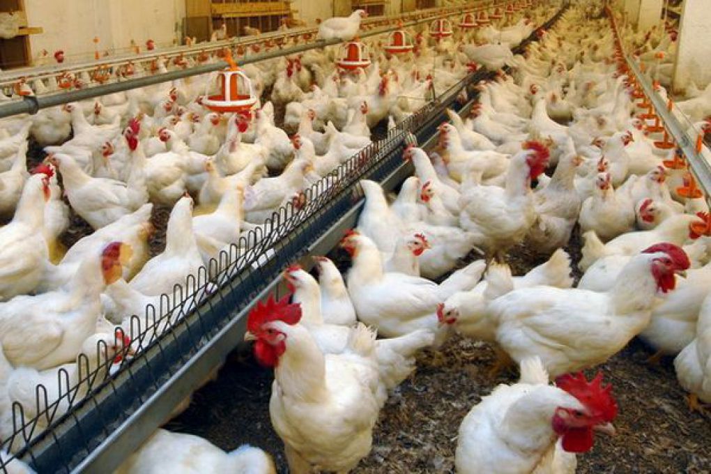 В Узбекистане стабилизируют цены на курицу и яйца