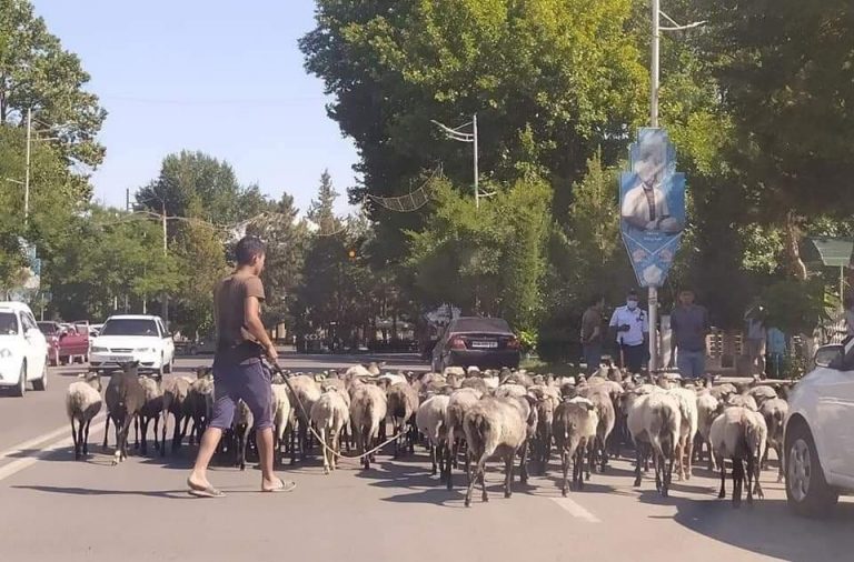 В Наманганской области предприниматель привел овец к зданию районного хокимята – видео