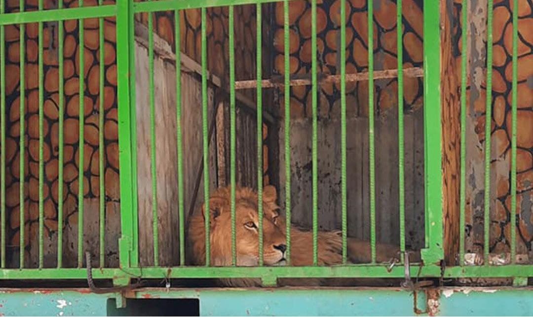 Стало известно, чем на самом деле являлась «тюрьма» для животных в Самарканде