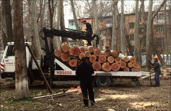 Стало известно, сколько деревьев узбекистанцы срубили за полгода