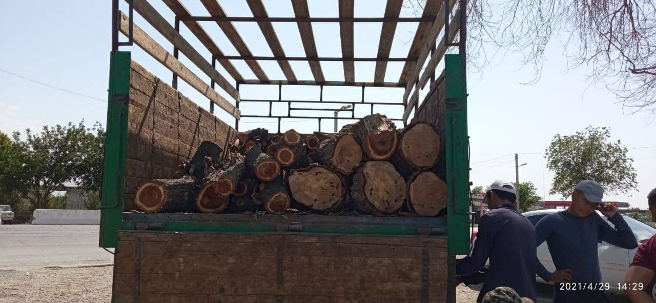 В Джизакской области мужчина незаконно срубил дерево и нанес природе ущерб в более 51 миллион сумов