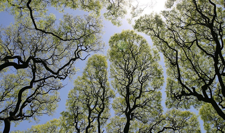 Лидеры стран «Большой двадцатки» планируют высадить триллион деревьев к 2030 году
