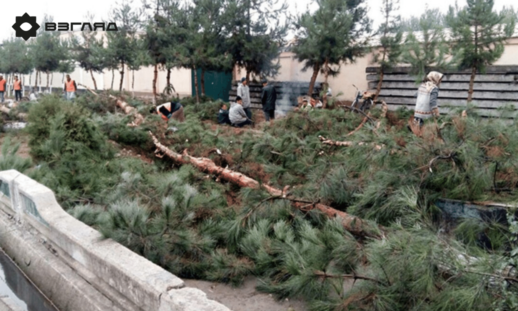 Рубить нельзя помиловать: несанкционированная вырубка десяти многолетних деревьев в Андижане частным предприятием