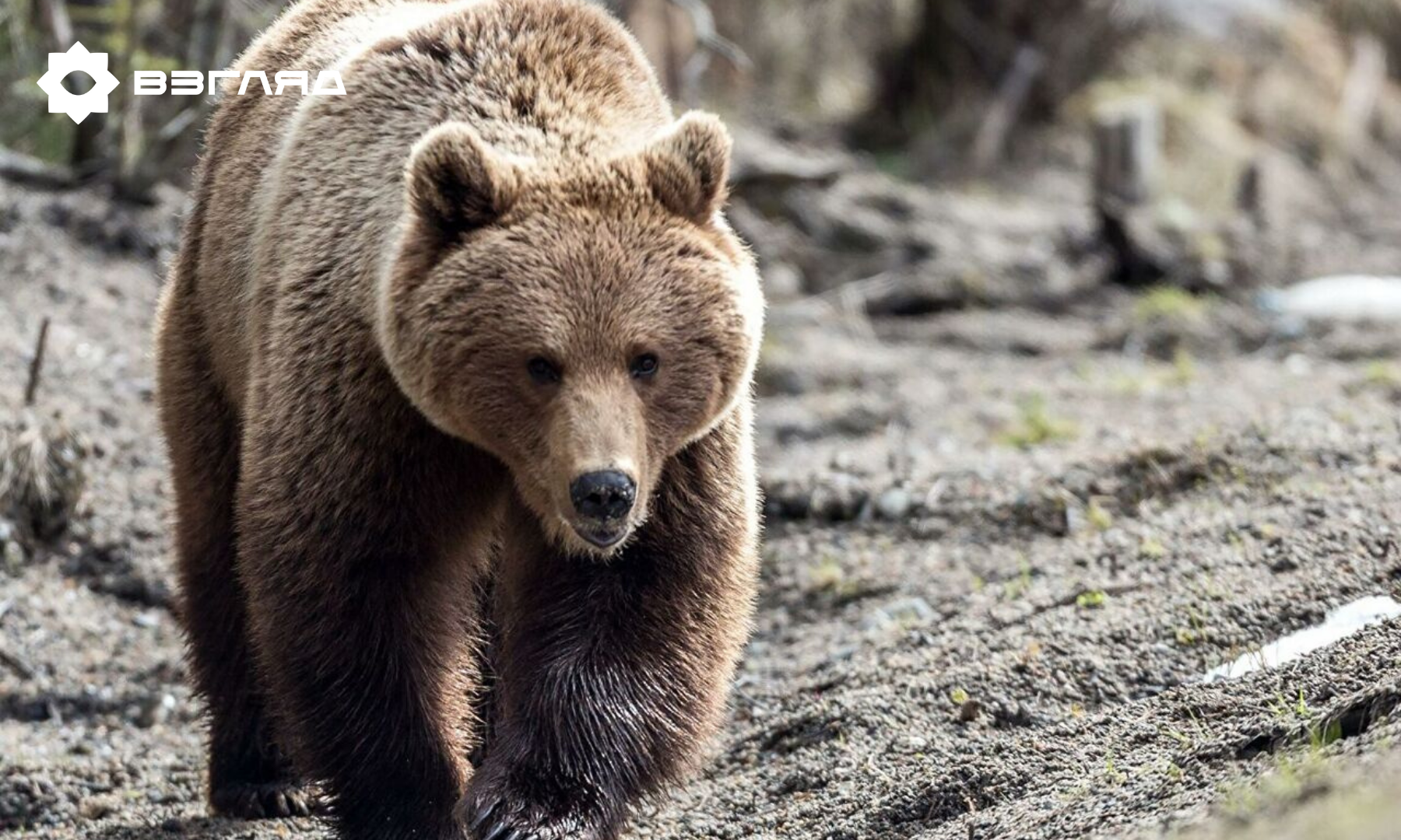 Полюбившийся пользователям Сети медвежонок: есть ли у граждан шанс отстоять его свободу