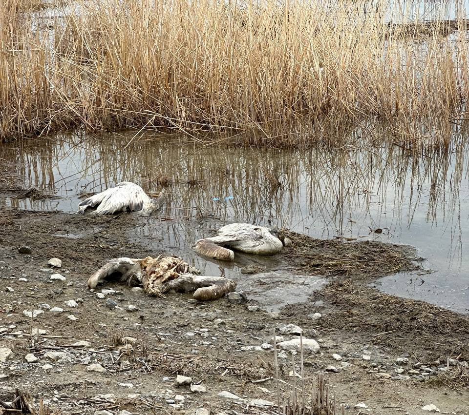 На озере Тузкан обнаружили 15 мёртвых краснокнижных пеликанов