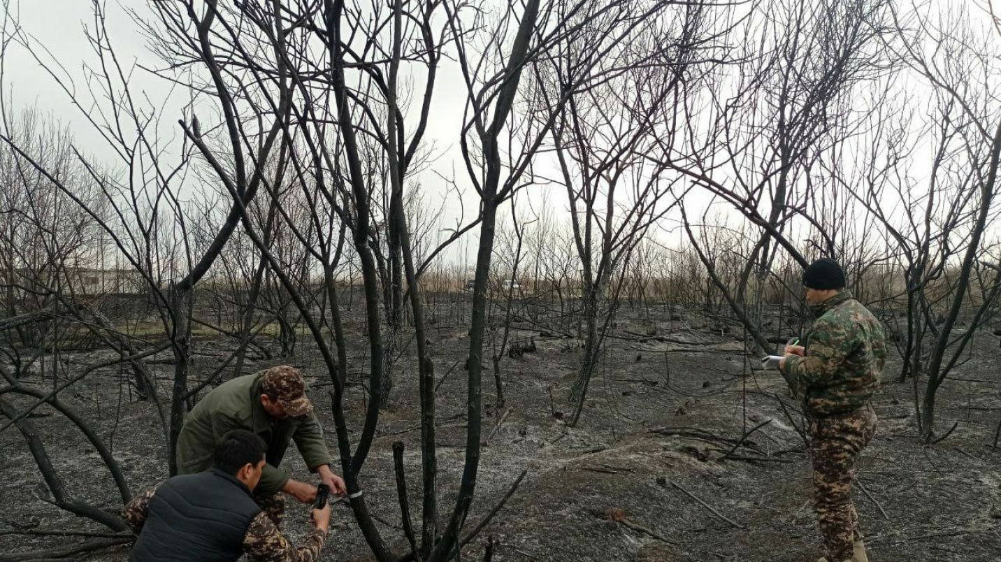 В Сырдарье произошёл пожар на 10 га лесного охотничьего хозяйства