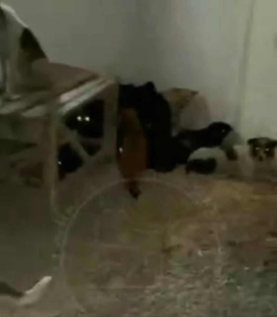 Под Ташкентом обнаружили дом в котором забивали собак — видео