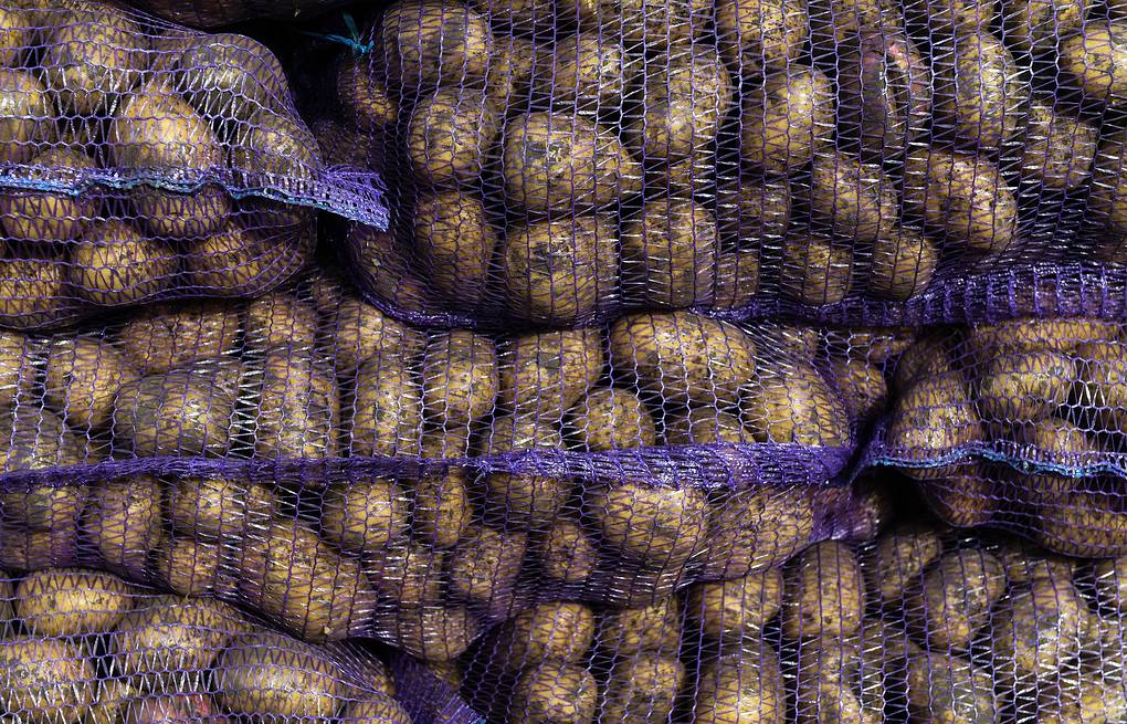 EastFruit: Узбекистану придется импортировать больше картофеля